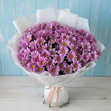 Букет цветов из:  Хризантемы в Сельцо Ленинградская область