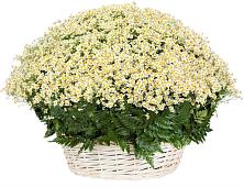 Цветочная композиция из Ромашки в корзине #REPLACE_PRED# Сельцо Ленинградская область